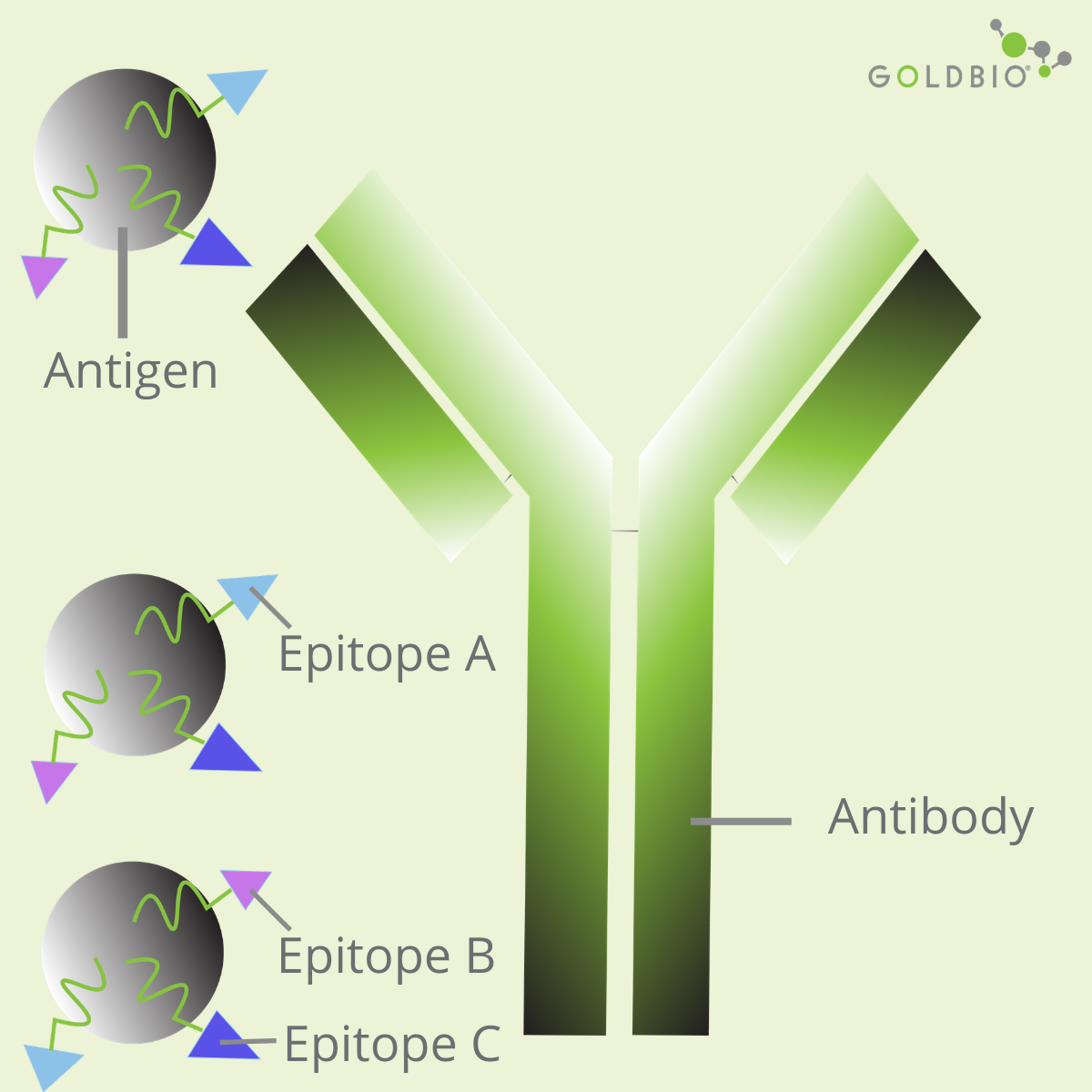 An Overview of Polyclonal and Monoclonal Antibodies Their Differences and How to Choose GoldBio